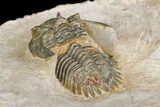 Bargain, Metacanthina Trilobite - Lghaft, Morocco #153889-5
